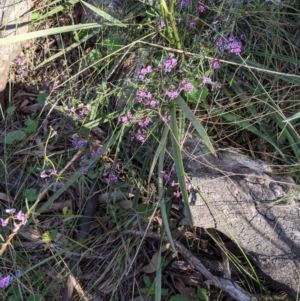 Glycine clandestina at Hackett, ACT - 4 Oct 2021