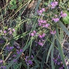 Glycine clandestina at Hackett, ACT - 4 Oct 2021