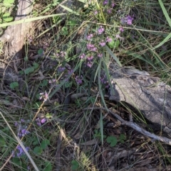 Glycine clandestina at Hackett, ACT - 4 Oct 2021 05:20 PM