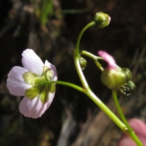 Drosera auriculata at Acton, ACT - 4 Oct 2021 10:27 AM