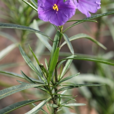 Solanum linearifolium (Kangaroo Apple) at Red Hill to Yarralumla Creek - 30 Sep 2021 by kieranh