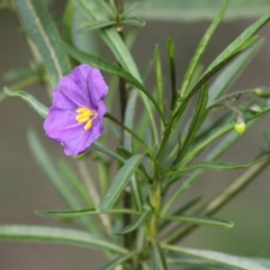 Solanum linearifolium at Deakin, ACT - 30 Sep 2021 04:57 PM