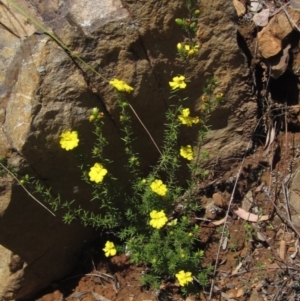 Hibbertia calycina at Acton, ACT - 4 Oct 2021 10:32 AM