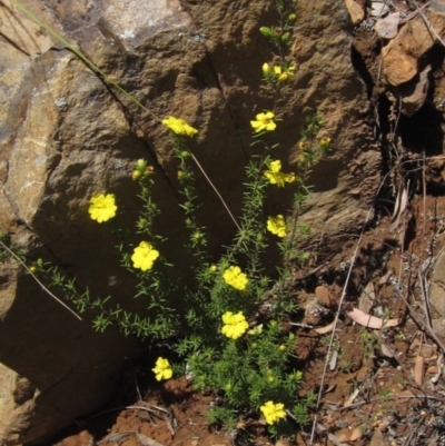 Hibbertia calycina (Lesser Guinea-flower) at Acton, ACT - 3 Oct 2021 by pinnaCLE