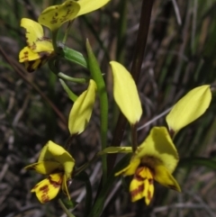 Diuris nigromontana (Black Mountain Leopard Orchid) at Black Mountain - 4 Oct 2021 by pinnaCLE