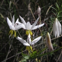 Stypandra glauca (Nodding Blue Lily) at Black Mountain - 4 Oct 2021 by pinnaCLE