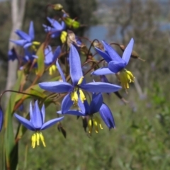 Stypandra glauca (Nodding Blue Lily) at Black Mountain - 4 Oct 2021 by pinnaCLE