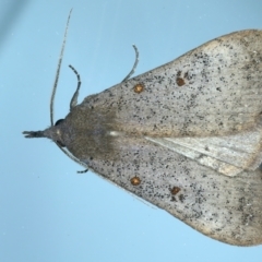 Rhapsa suscitatalis (Wedged Rhapsa) at Ainslie, ACT - 28 Sep 2021 by jb2602