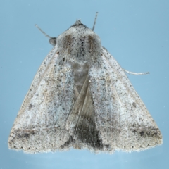 Pantydia (genus) (An Erebid moth) at Ainslie, ACT - 28 Sep 2021 by jbromilow50