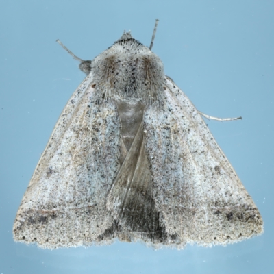 Pantydia (genus) (An Erebid moth) at Ainslie, ACT - 28 Sep 2021 by jb2602