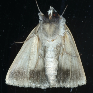 Pantydia (genus) at Ainslie, ACT - 28 Sep 2021