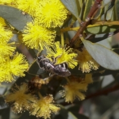 Lasioglossum (Chilalictus) sp. (genus & subgenus) (Halictid bee) at Bruce Ridge - 27 Sep 2021 by AlisonMilton