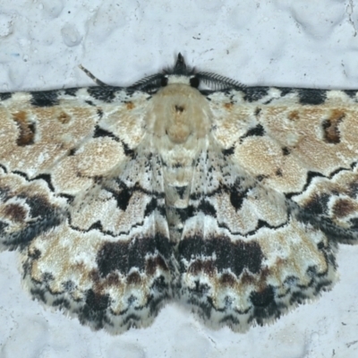 Sandava scitisignata (A noctuid moth) at Ainslie, ACT - 28 Sep 2021 by jbromilow50