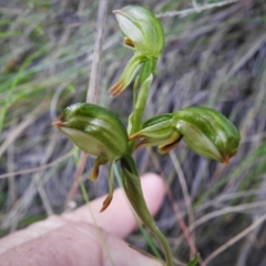 Bunochilus montanus (Montane Leafy Greenhood) at Paddys River, ACT - 4 Oct 2021 by JohnBundock