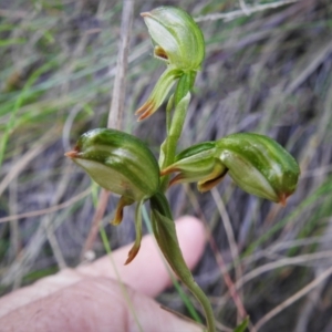 Bunochilus montanus (ACT) = Pterostylis jonesii (NSW) at Paddys River, ACT - 4 Oct 2021