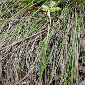 Bunochilus montanus (ACT) = Pterostylis jonesii (NSW) at Paddys River, ACT - 4 Oct 2021