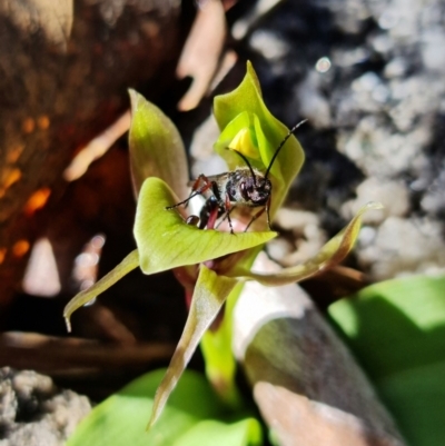 Tiphiidae (family) (Unidentified Smooth flower wasp) at Tennent, ACT - 4 Oct 2021 by AnneG1