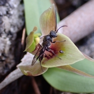 Tiphiidae (family) at Tennent, ACT - 4 Oct 2021