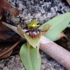 Tiphiidae (family) at Tennent, ACT - 4 Oct 2021