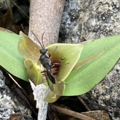 Tiphiidae (family) at Tennent, ACT - 4 Oct 2021