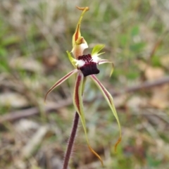 Caladenia parva (Brown-clubbed Spider Orchid) at Paddys River, ACT - 4 Oct 2021 by JohnBundock