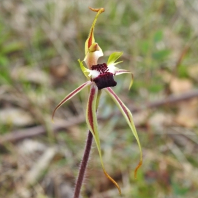 Caladenia parva (Brown-clubbed Spider Orchid) at Paddys River, ACT - 4 Oct 2021 by JohnBundock