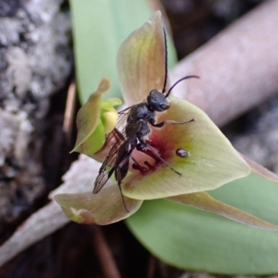 Chiloglottis valida (Large Bird Orchid) at Namadgi National Park - 3 Oct 2021 by AnneG1