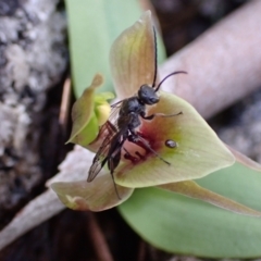 Chiloglottis valida (Large Bird Orchid) at Tennent, ACT - 3 Oct 2021 by AnneG1