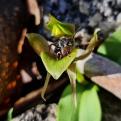 Chiloglottis valida at Tennent, ACT - suppressed