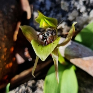 Chiloglottis valida at Tennent, ACT - suppressed