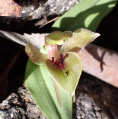 Chiloglottis valida at Tennent, ACT - 4 Oct 2021