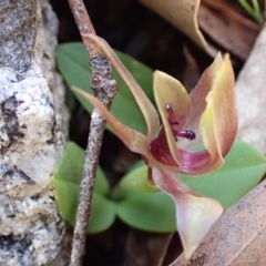 Chiloglottis valida at Tennent, ACT - 4 Oct 2021