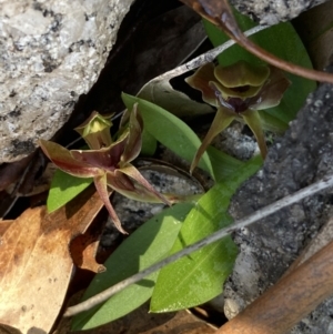 Chiloglottis valida at Tennent, ACT - 4 Oct 2021