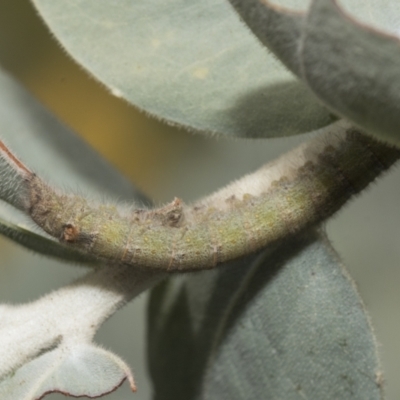 Pararguda nasuta (Wattle Snout Moth) at Higgins, ACT - 16 Sep 2021 by AlisonMilton