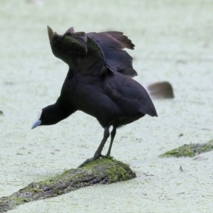 Fulica atra at Splitters Creek, NSW - 3 Oct 2021