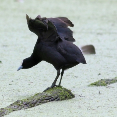 Fulica atra (Eurasian Coot) at Albury - 3 Oct 2021 by KylieWaldon