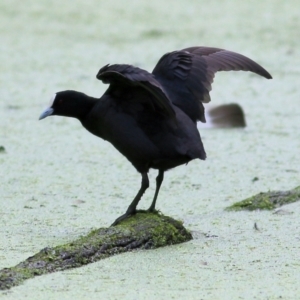 Fulica atra at Splitters Creek, NSW - 3 Oct 2021