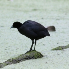 Fulica atra at Splitters Creek, NSW - 3 Oct 2021