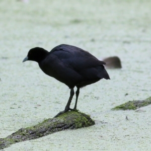 Fulica atra at Splitters Creek, NSW - 3 Oct 2021 10:31 AM