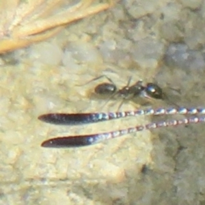 Formicidae (family) at Booth, ACT - 3 Oct 2021