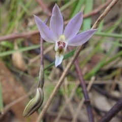 Caladenia carnea (Pink Fingers) at Gibraltar Pines - 4 Oct 2021 by JohnBundock