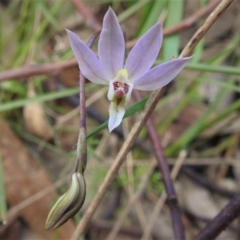 Caladenia carnea (Pink fingers) at Paddys River, ACT - 4 Oct 2021 by JohnBundock