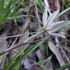 Caladenia carnea at Paddys River, ACT - 4 Oct 2021