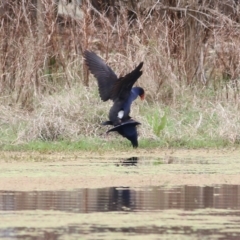 Porphyrio melanotus (Australasian Swamphen) at Albury - 2 Oct 2021 by KylieWaldon