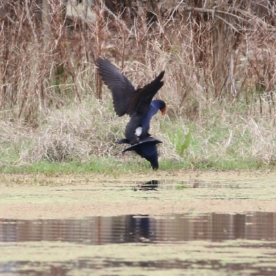 Porphyrio melanotus (Australasian Swamphen) at Albury - 2 Oct 2021 by KylieWaldon