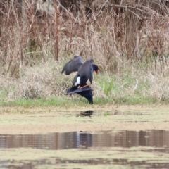 Porphyrio melanotus at Splitters Creek, NSW - 3 Oct 2021 10:07 AM