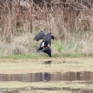 Porphyrio melanotus at Splitters Creek, NSW - 3 Oct 2021 10:07 AM