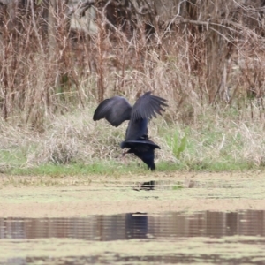 Porphyrio melanotus at Splitters Creek, NSW - 3 Oct 2021 10:07 AM
