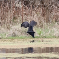 Porphyrio melanotus at Splitters Creek, NSW - 3 Oct 2021