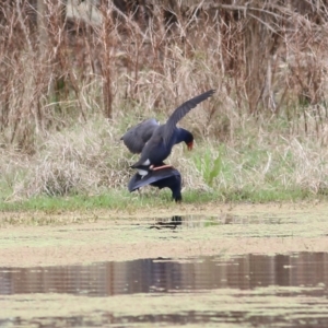 Porphyrio melanotus at Splitters Creek, NSW - 3 Oct 2021 10:07 AM